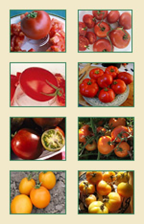 canning-tomatoes-seed-collection-sm